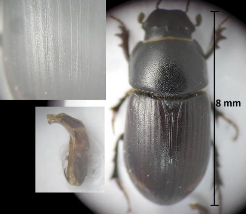 Réf. 188 468 : Amidorus obscurus